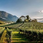 Italy's Wine Regions